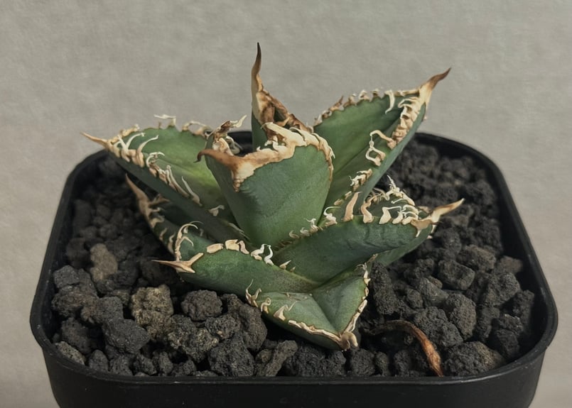 アガベ・チタノタ 白幽霊（芽）-006｜agave titanota white ghost