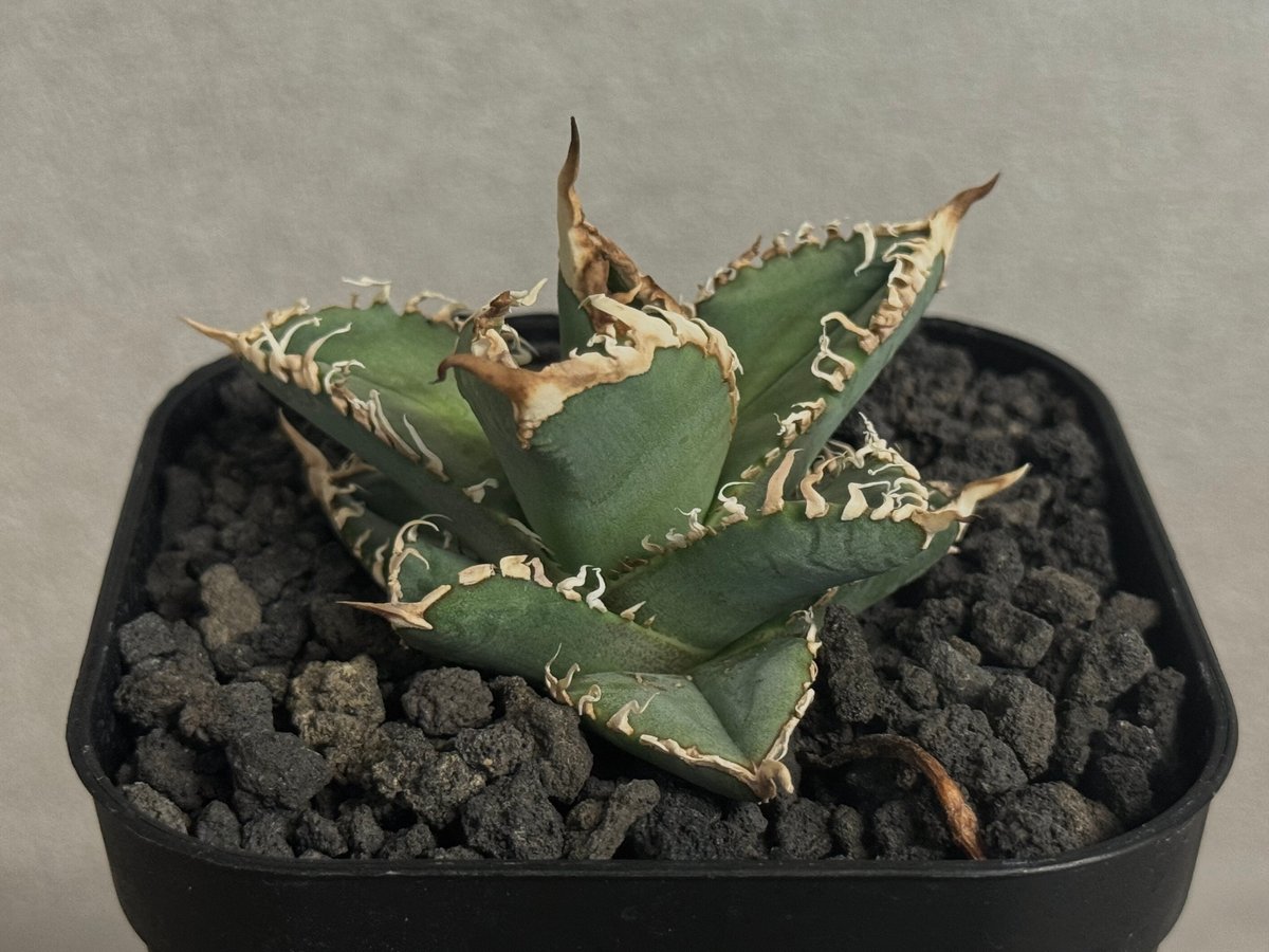 アガベ チタノタ ビースト 極上天芽 (検)大白鯊 皇冠 麻花龍 冰雹 悪魔くん アガベ チタノタ ビースト 極上天芽 (検)大白鯊 皇冠 麻花龍 冰雹 悪魔くん