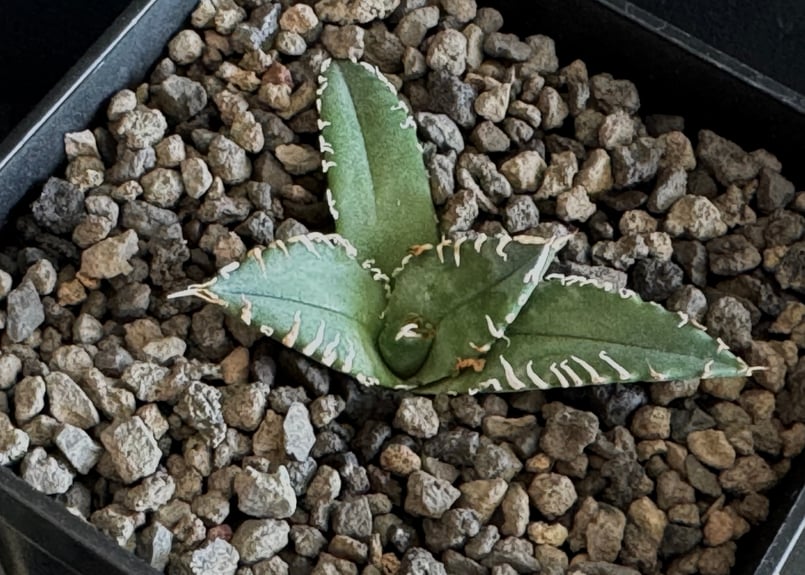 N*U様 【値下げ】アガベ スーパーチタノタ　脇芽 アガベ・チタノタ 緑幽霊（芽）-007｜agave titanota green ghost
