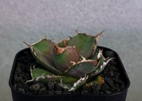 アガベ・チタノタ 白巫-006｜agave Titanota Wizard