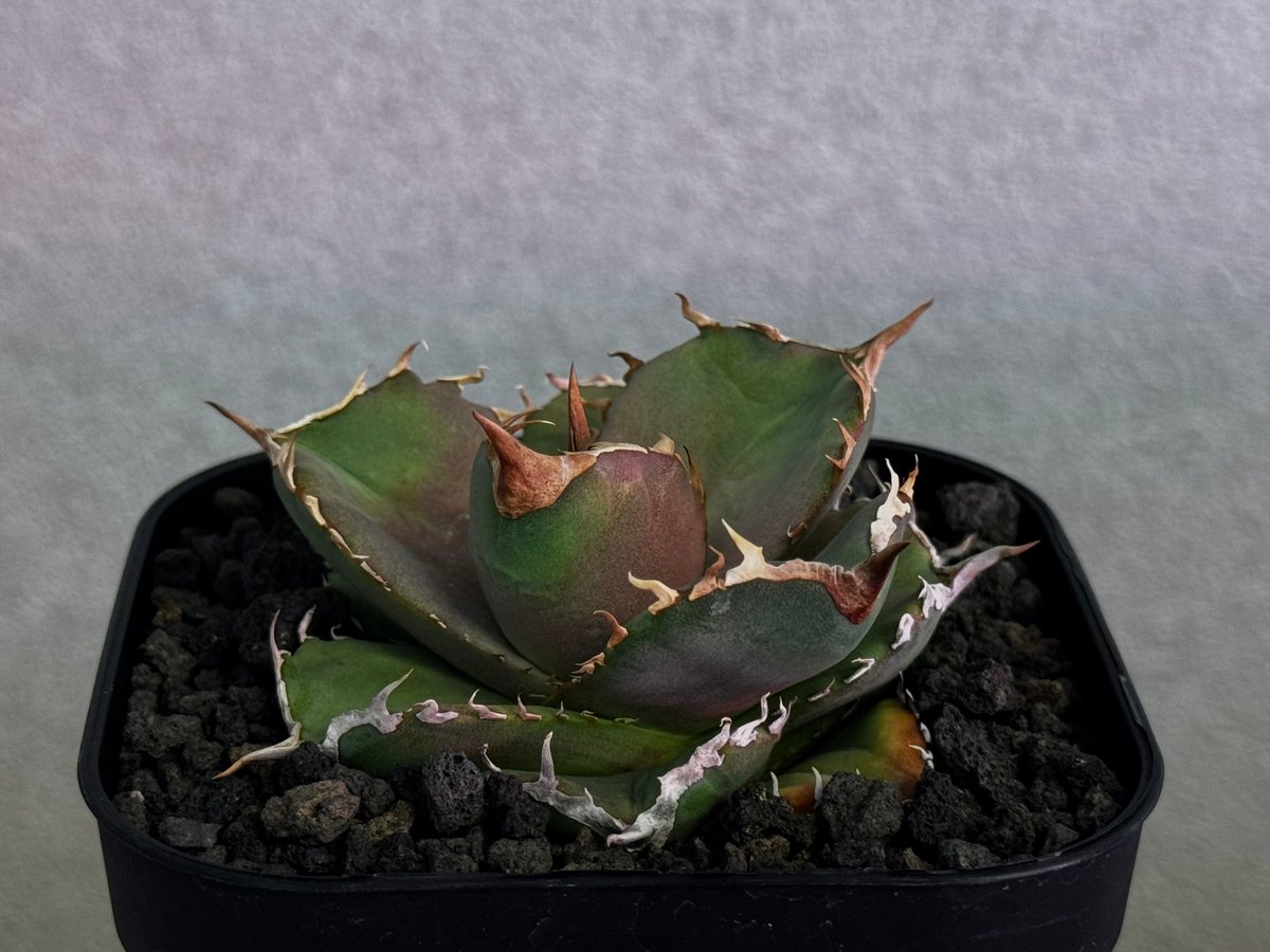 アガベ・チタノタ 白巫-006｜agave Titanota Wizard | Plus_Pl