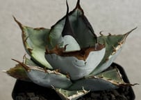 アガベ・チタノタ 白毫刺（芽）-020(子株付)｜agave titanota | Plus_