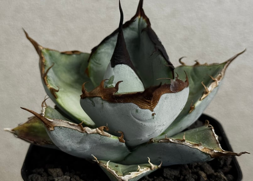 アガベ・チタノタ LQH_土（芽）007｜agave titanota saturn | Pl