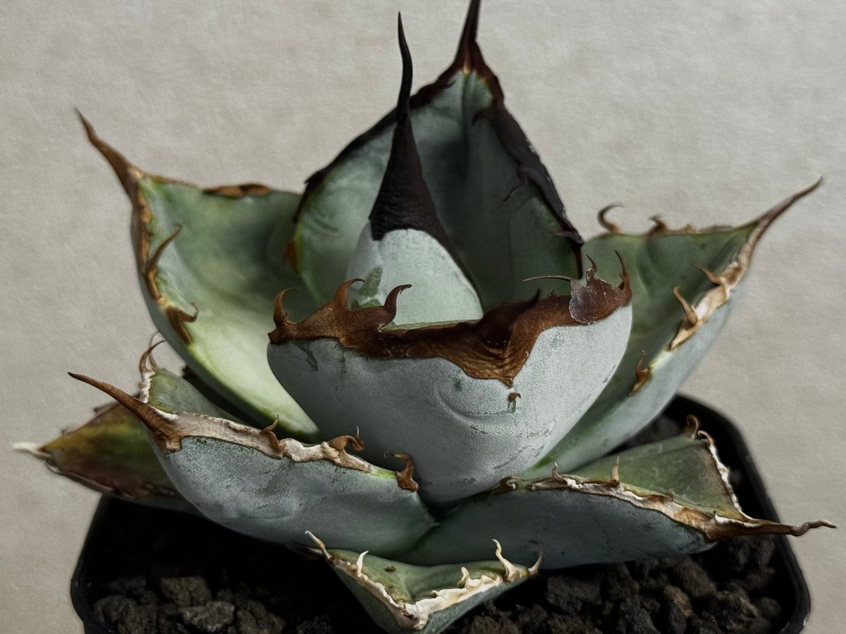 アガベ・チタノタ LQH_土（芽）007｜agave titanota saturn | Pl