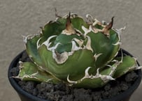 アガベ・チタノタ 金剛（芽）-009｜agave titanota adamantine |