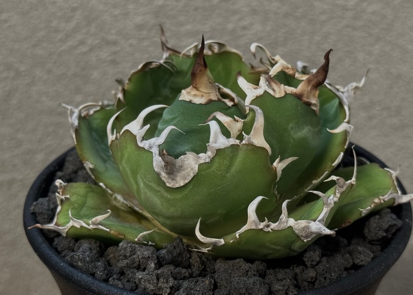 白鯨　チタノタ　アガベ ‘White Whale子株付　早いもの勝ち Amazon｜アガベ チタノタ 白鯨/Agave titanota 'White Whale