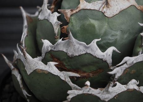 アガベ・チタノタ　烈焔（ボールタイプ）特大-027｜agave titanota flame