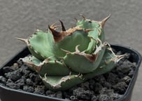 s*3様 アガベ Dennis 達磨 子株 Agave Titanota DAR アガベ Dennis 達磨 子株 Agave Titanota DARUMA