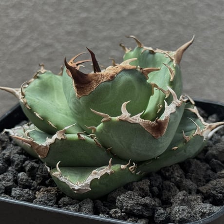 チタノタ白妖 | STORES