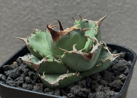 CATEGORY Titanota wizard｜白巫/白妖 | Plus_Plants STORE