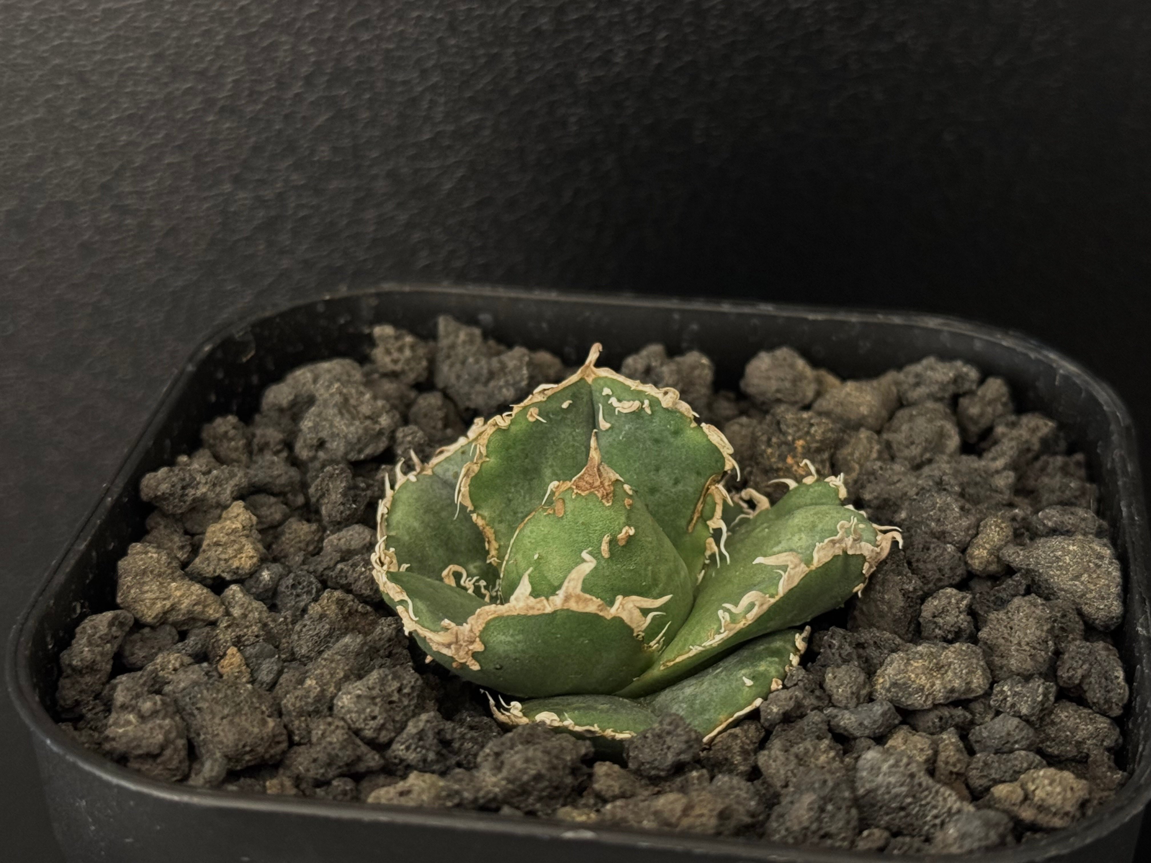 アガベ・チタノタ 蚩尤（芽）-001｜agave titanota chiyou | Plus