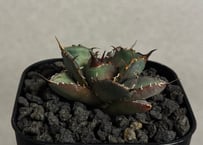 アガベ・チタノタ ビースト-001（芽）｜agave titanota beast | Plu