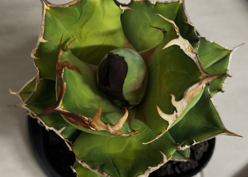 アガベ・チタノタ 白犀牛（芽）-003｜Titanota white rhino | Plus