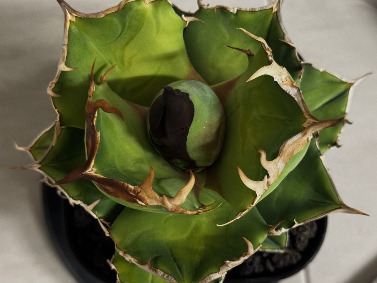 アガベ・チタノタ 白犀牛（芽）-003｜Titanota white rhino | Plus