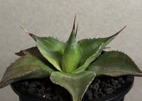 アガベ・チタノタ ビースト-003（芽）｜agave titanota beast | Plu