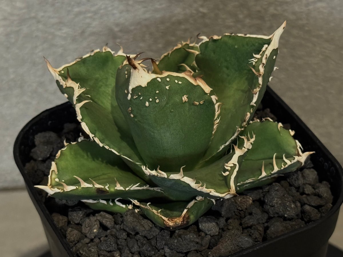 アガベ チタノタ 流星 titanota agave アガベ チタノタ 