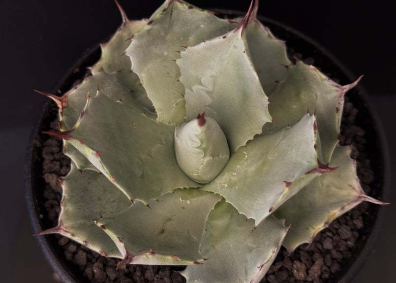 アガベ　シーマニアナxイシスメンシスなど詰め合わせ 子株付き アガベ イシスメンシス 実生株 Agave isthmensis