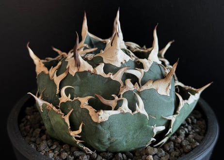 アガベ・チタノタ白鯨（ボールタイプ）中-064｜agave titanota white whale