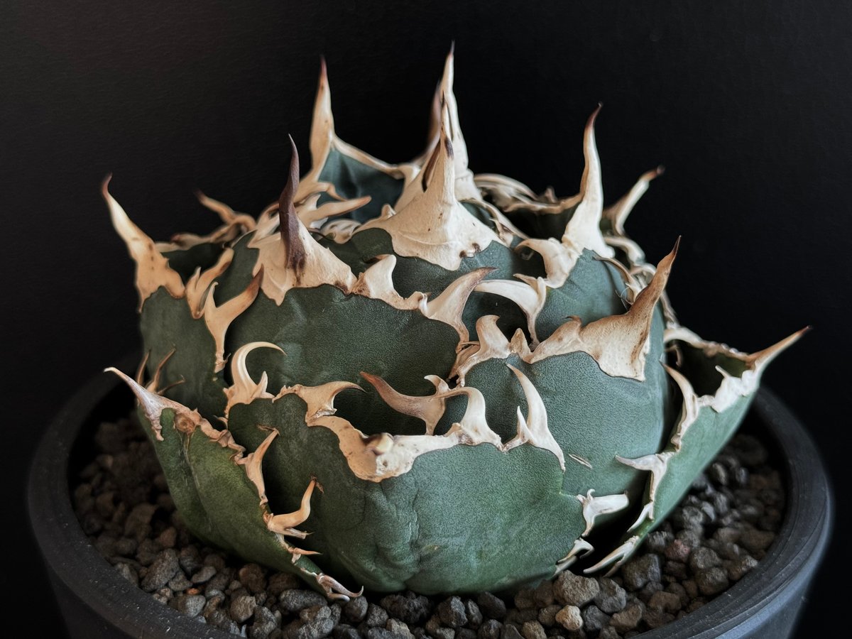 アガベ・チタノタ白鯨(ボールタイプ)中-064|agave titanota アガベ・チタノタ白鯨(ボールタイプ)中-064|agave titanota