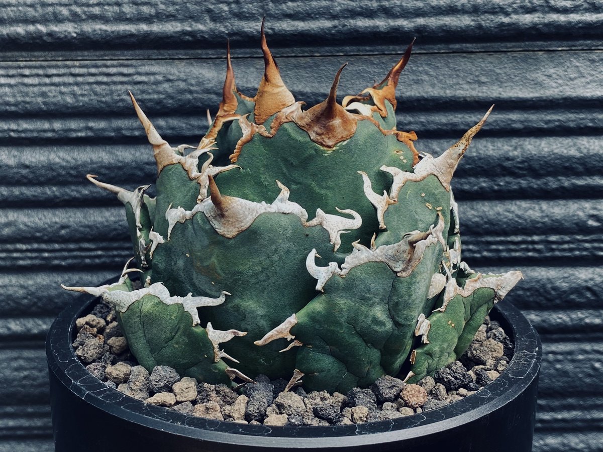 アガベ・チタノタ 夕映厳竜-007｜agave titanota Solar Eclipse