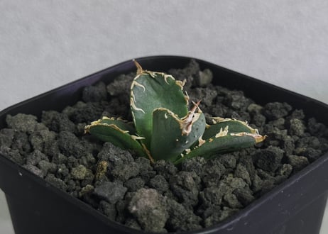 CATEGORY Titanota warthog｜疣猪 | Plus_Plants STORE