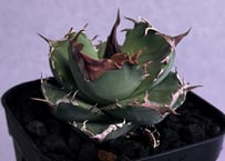 アガベ・チタノタ 蚩尤（芽）-003｜agave titanota chiyou | Plus