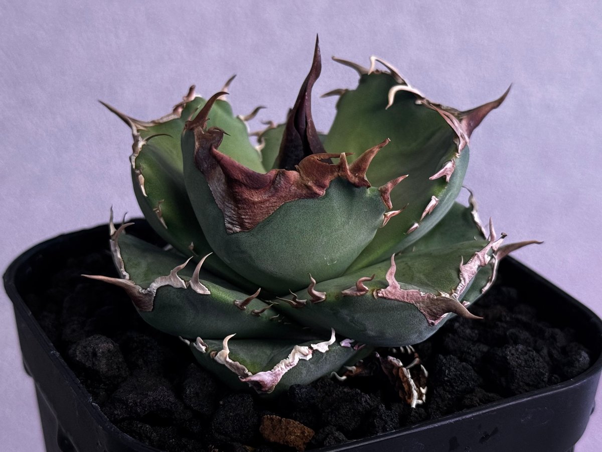アガベ・チタノタ 白巫-003｜agave Titanota Wizard | Plus_Pl