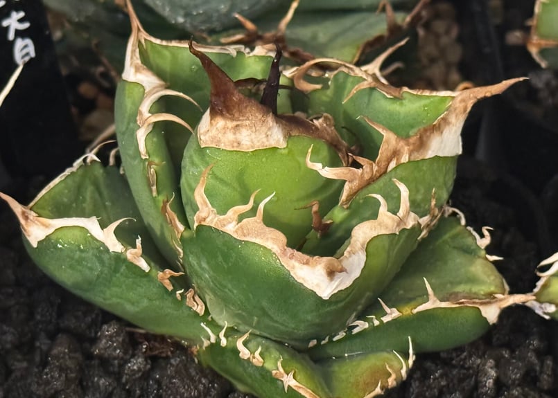 【親株】アガベ　チタノタ　中国　大白鯊　検)オテロイ　オアハカ　実生　ノーネーム アガベ チタノタ ホオジロザメ 