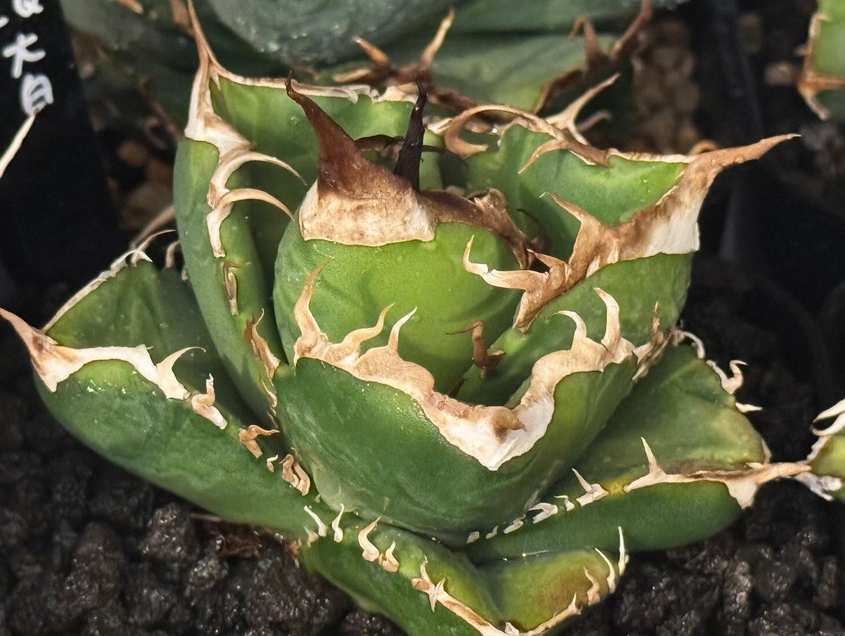 アガベ　チタノタ　大白鯊 アガベ チタノタ ホオジロザメ 