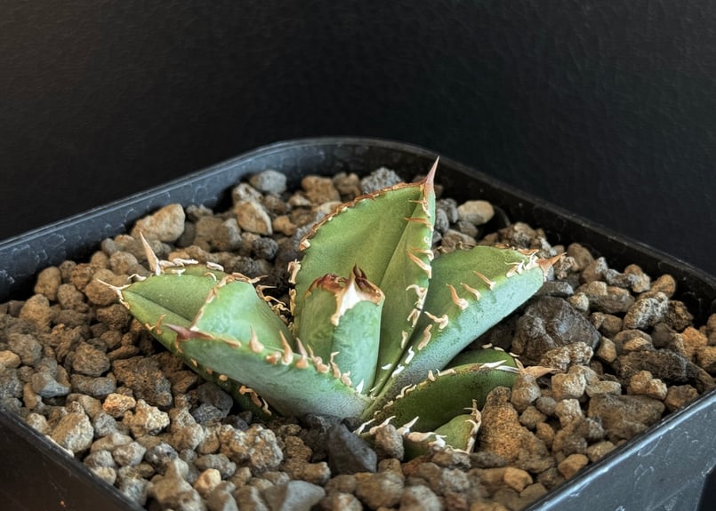 アガベ・チタノタ 皇冠(台湾Lize産)-004|agave titanota Crown | アガベ・チタノタ 皇冠(台湾Lize産)-004|agave titanota Crown |