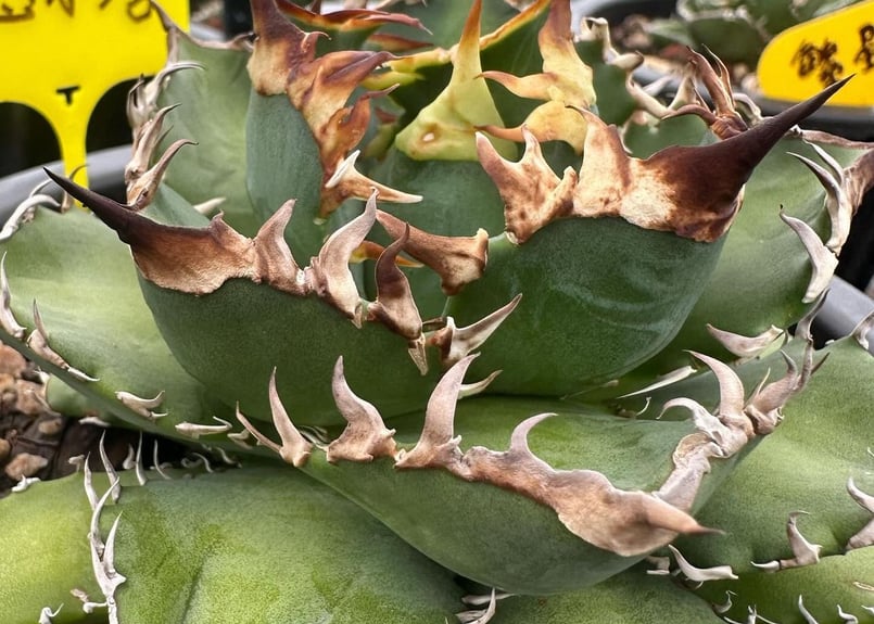 アガベ・チタノタ 徳尔塔(芽)-003｜agave titanota Delta | Plus