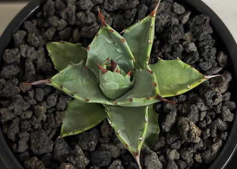アガベ ハイブリッド・甲蟹×妖炎 (小株/実生)-001｜Agave hybrid isthmensis × utahensis var. eborispina