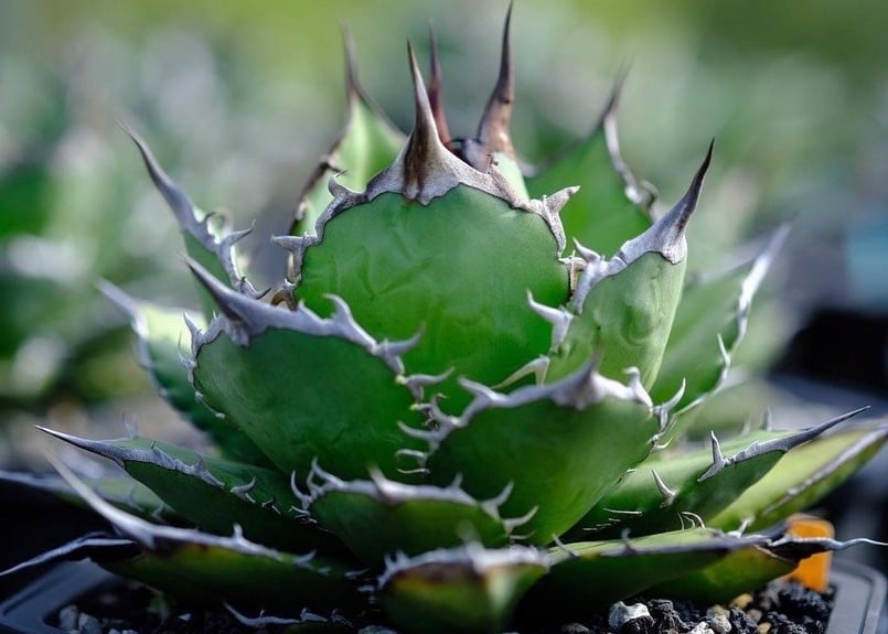 アガベ　チタノタ　魚刺　WH NURSERY アガベ・チタノタ 魚刺_小株-001｜agave titanota fish_spine |