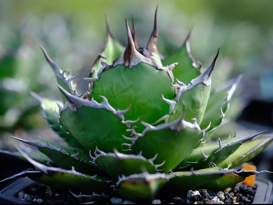 アガベ・チタノタ 魚刺_小株-001｜agave titanota fish_spine |