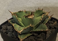 アガベチタノタ　ビースト アガベ・チタノタ ビースト-001（芽）｜agave titanota beast