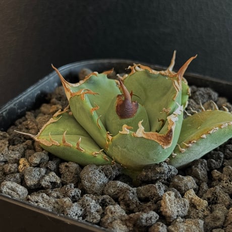 アガベ オテロイ チタノタ 白妖 本物 子株 アガベ オテロイ チタノタ 白妖 本物 子株 アガベ チタノタ 白妖