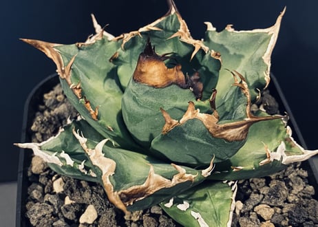 アガベ・チタノタ 白火焔(中/小)-008｜agave titanota white flame
