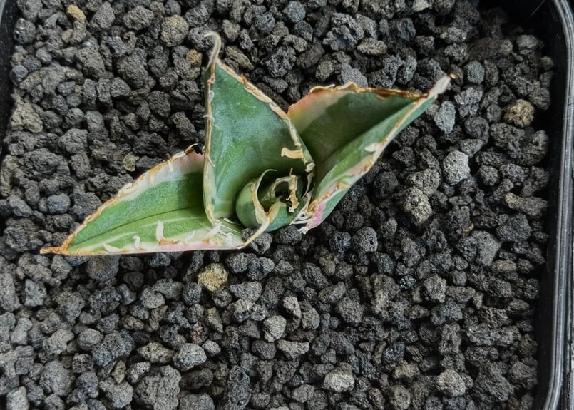 梅*ヨ様 アガベ チタノタ シーザー白覆輪 アガベ・チタノタ白鯨（覆輪）芽-006｜agave titanota white