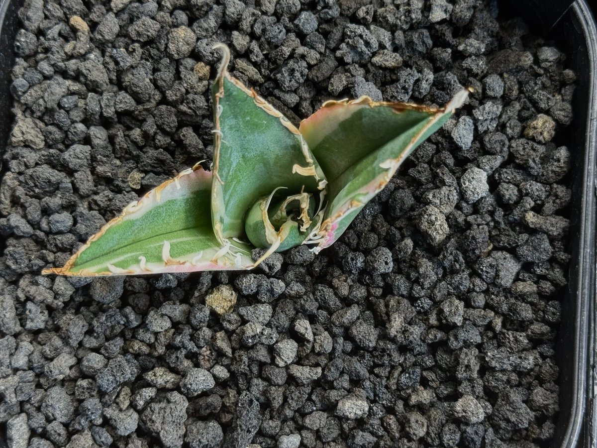 アガベ・チタノタ白鯨（覆輪）芽-006｜agave titanota white