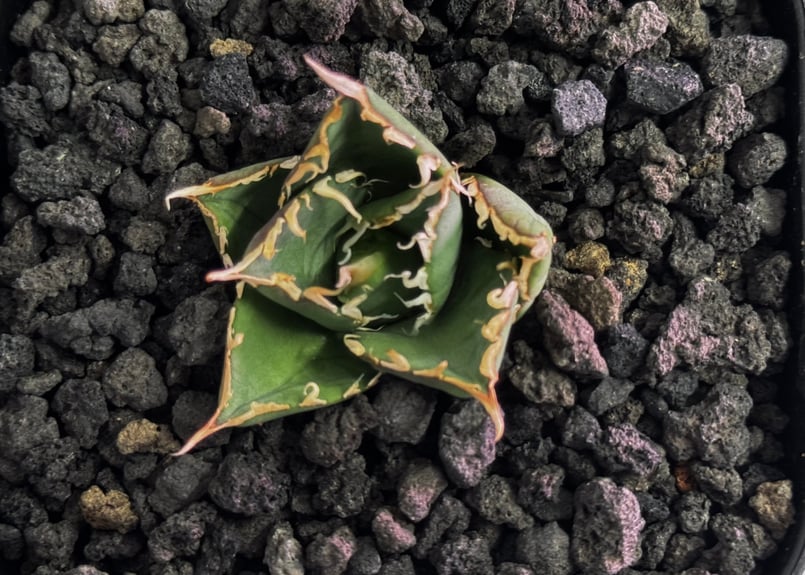 アガベ・チタノタ 緑水鬼(芽)-003｜agave green submariner | Pl