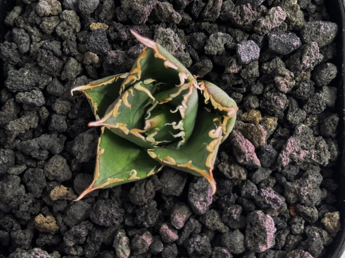 アガベ・チタノタ 緑水鬼(芽)-003｜agave green submariner | Pl