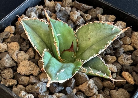 アガベ・チタノタ　蒼龍(芽)-003｜agave titanota blue dragon