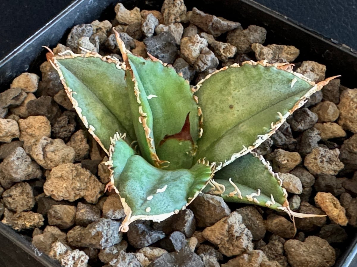 アガベ・チタノタ 蒼龍(芽)-003｜agave titanota blue dragon |
