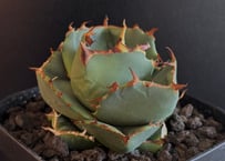 アガベ・チタノタ 白幽霊（芽）-003｜agave titanota white