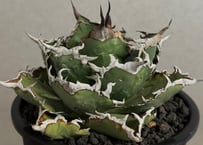 アガベ・チタノタ 大白鯊／Lize血統（芽）-006｜agave titanota 大白鯊