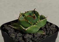 アガベ　チタノタ　ビースト アガベ【beast／ビースト】子株2 Q36 ”BEAST” ビースト 極上子株 多肉