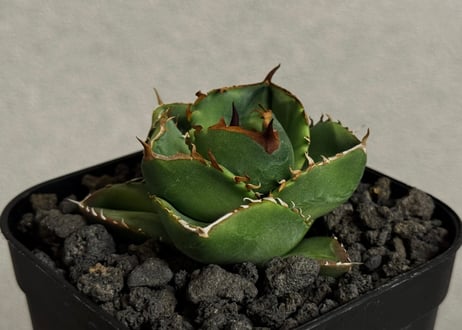 CATEGORY Titanota no name｜ネームド無し | Plus_Plants