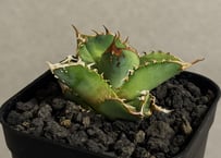 アガベ・チタノタ 星空/台湾agave cho産（芽）-005｜agave titanota