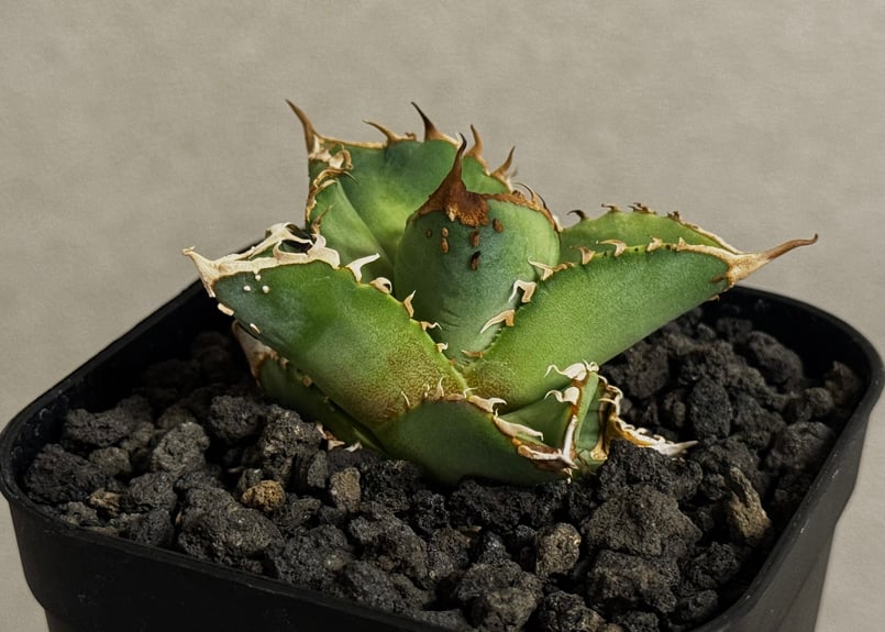 アガベ　チタノタ　星空　子株 アガベ・チタノタ 星空/台湾agave cho産（芽）-004｜agave titanota