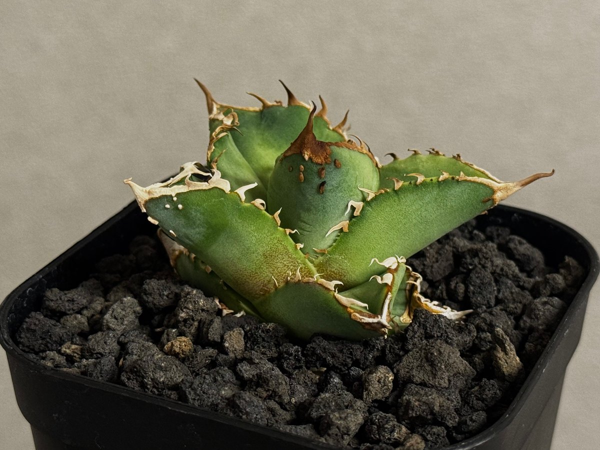 アガベチタノタ　星空　cho産　中株 アガベ・チタノタ 星空/台湾agave cho産（芽）-004｜agave titanota